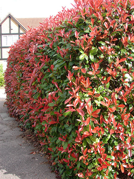 PHOTINIA FRASERI RED ROBIN