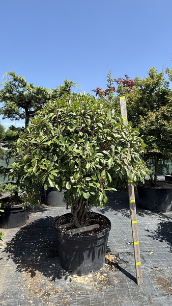 PHOTINIA FR. RED ROBIN