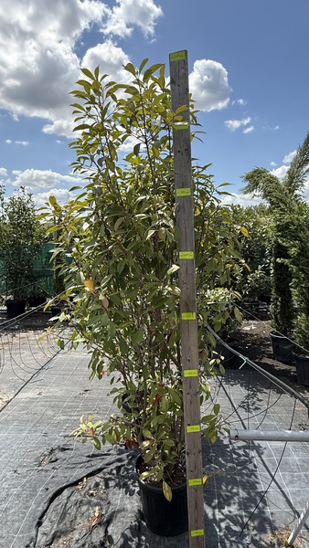 PHOTINIA FR. RED ROBIN