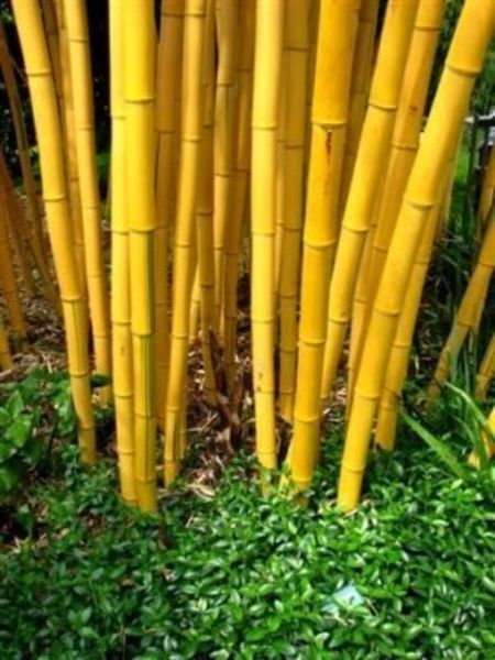 PHYLLOSTACHYS AU. AUREOCAU