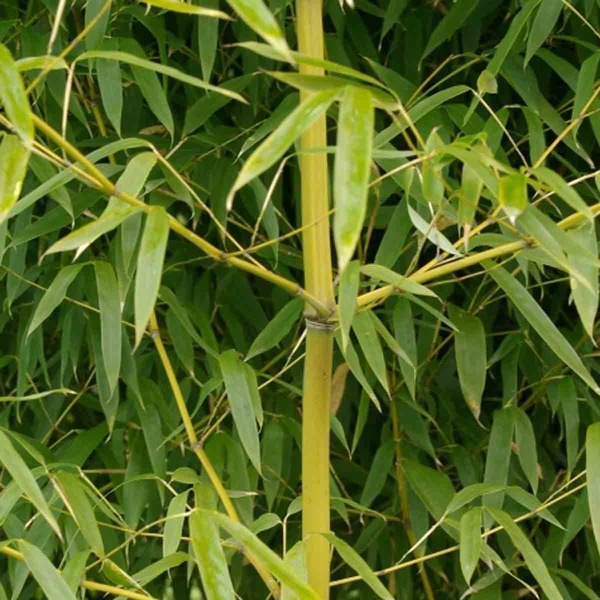 PHYLLOSTACHYS SP.