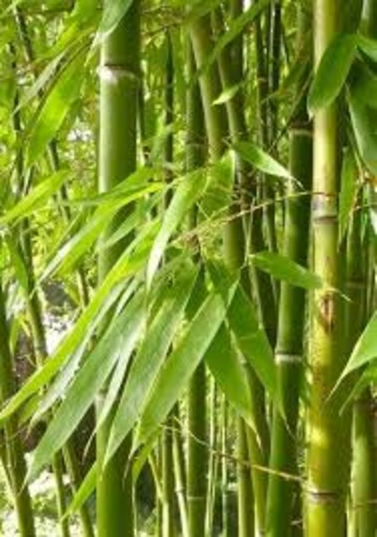 PHYLLOSTACHYS VIRIDIGLAUCESC.