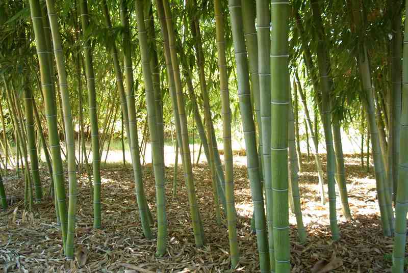 PHYLLOSTACHYS VIVAX