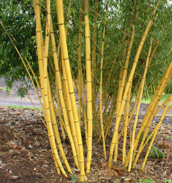 PHYLLOSTACHYS VIVAX
