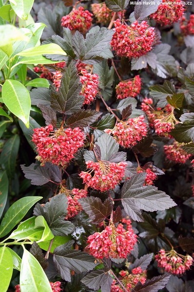 PHYSOCARPUS OP. RED BARON