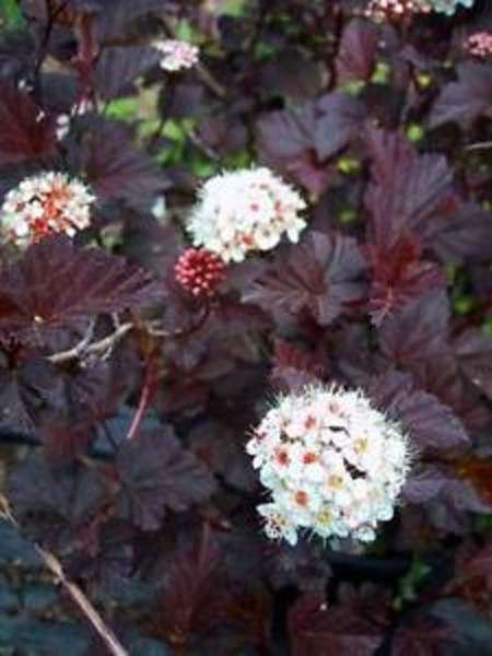 PHYSOCARPUS OPUL. RED BARON