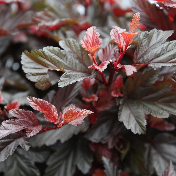 PHYSOCARPUS OPUL. LITTLE ANGEL