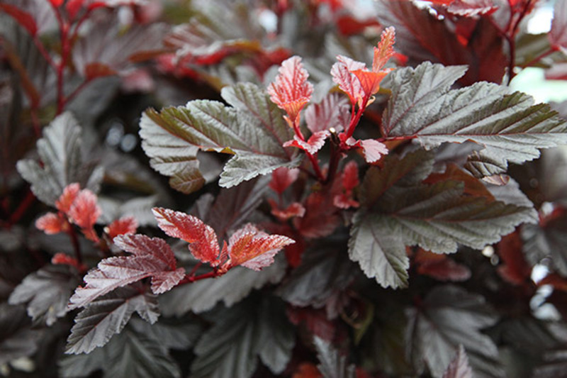 PHYSOCARPUS OPUL. LITTLE ANGEL