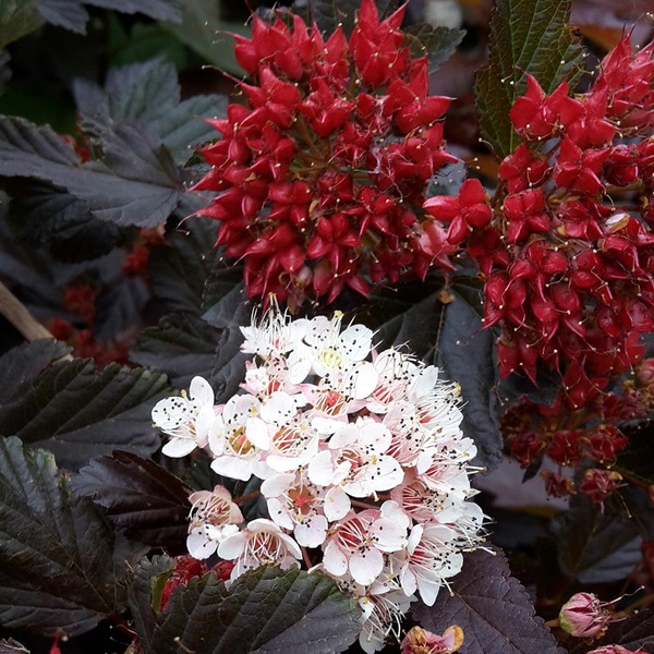 PHYSOCARPUS OPUL. RED BARON