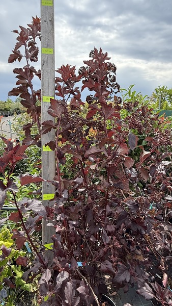 PHYSOCARPUS OPUL. DIABOLO