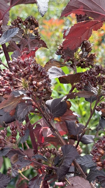 PHYSOCARPUS OPUL. DIABOLO