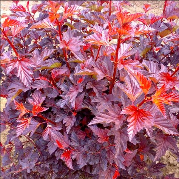 PHYSOCARPUS OPUL. ANDRE