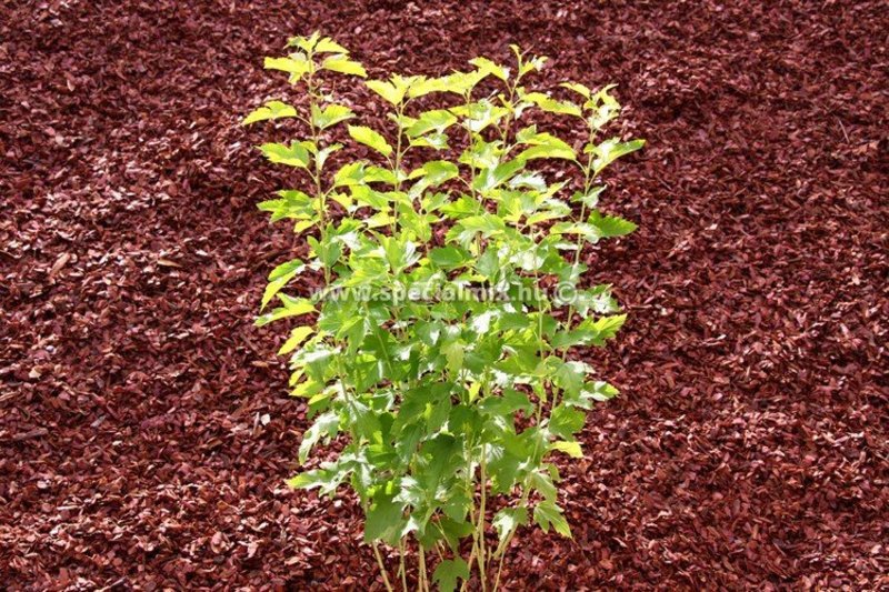 PHYSOCARPUS OPUL. ANGEL GOLD