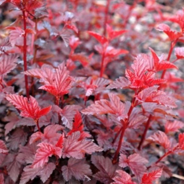 PHYSOCARPUS OPUL. LADY IN RED
