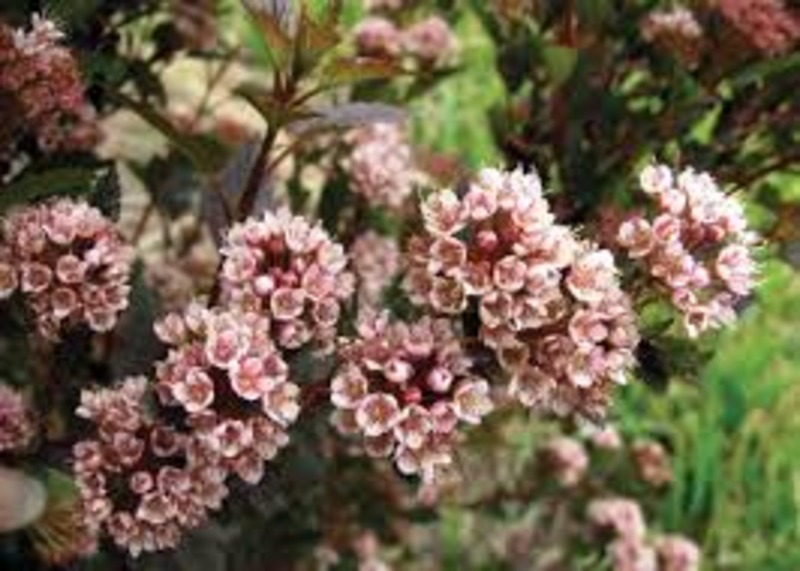 PHYSOCARPUS OPUL. LITTLE DEVIL