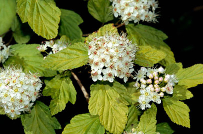 PHYSOCARPUS OPUL. LUTEUS