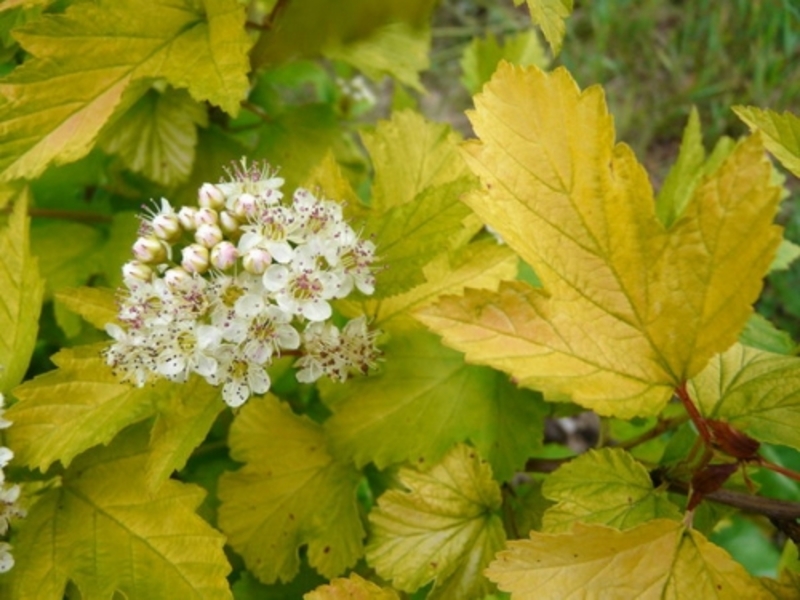 PHYSOCARPUS OPUL. LUTEUS