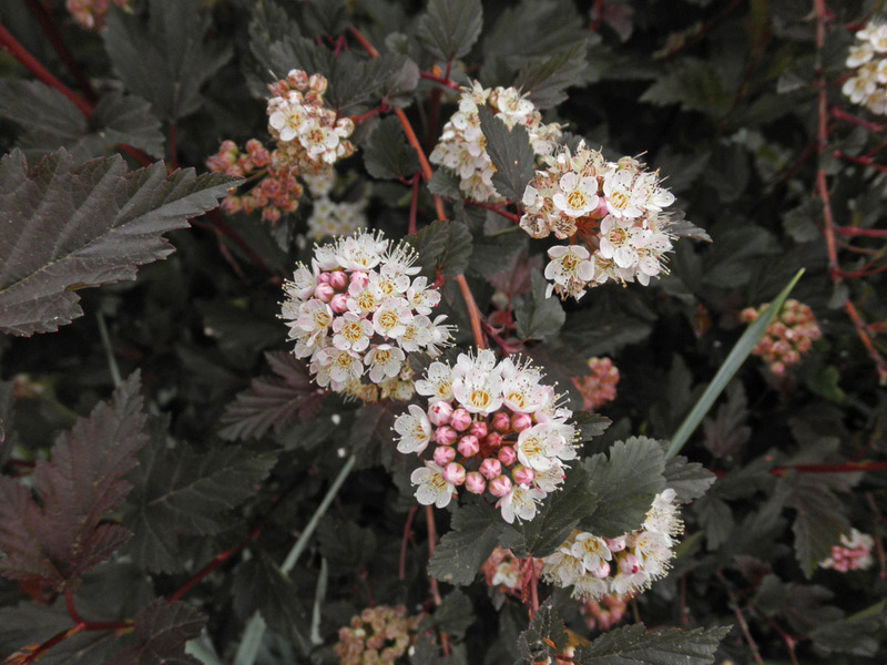 PHYSOCARPUS OPUL. PURPUREA
