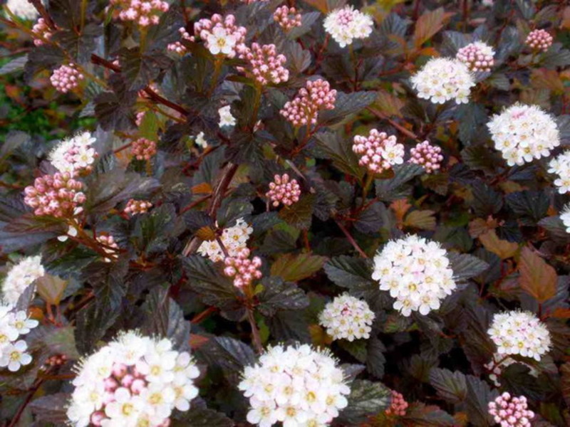 PHYSOCARPUS OPUL. RED BARON