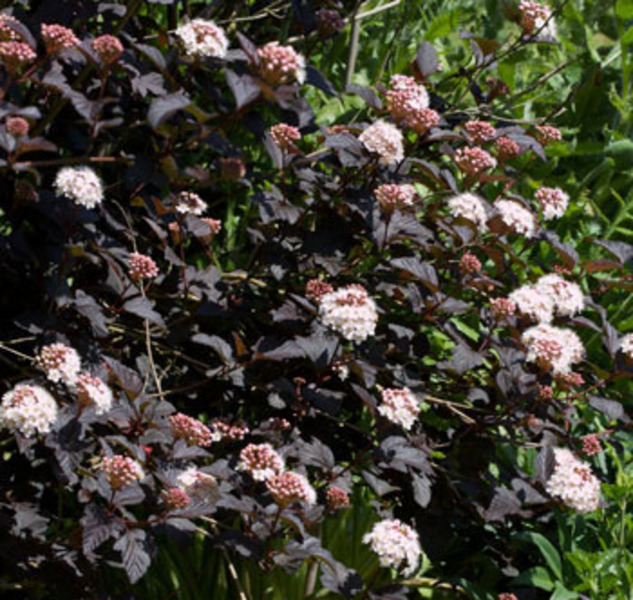 PHYSOCARPUS OPUL. ATROPURPUR.