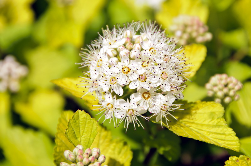 PHYSOCARPUS OPUL. DARTS GOLD