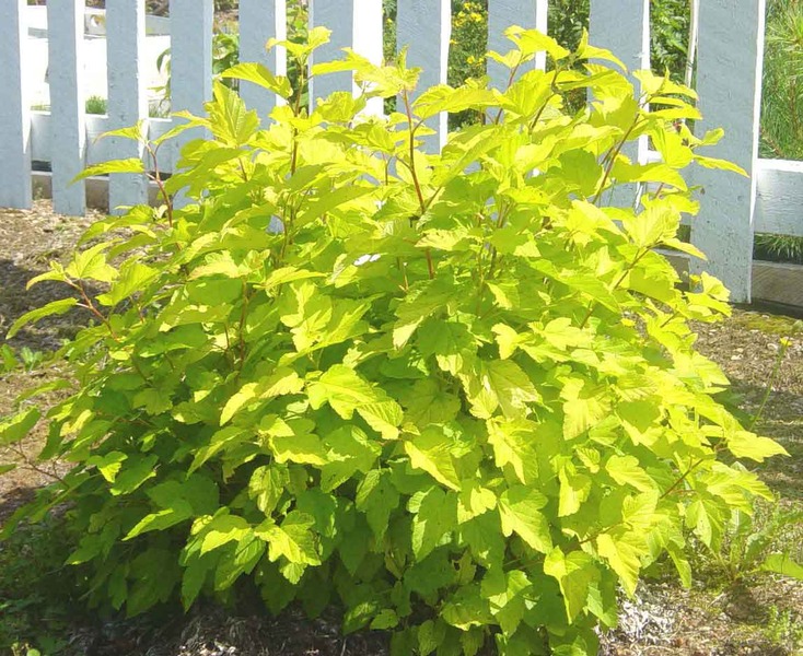 PHYSOCARPUS OPUL. DART'S GOLD