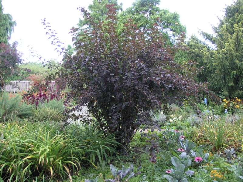 PHYSOCARPUS OPUL. DIABOLO