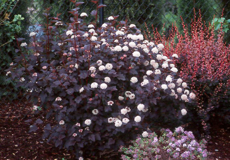 PHYSOCARPUS OPUL. DIABOLO