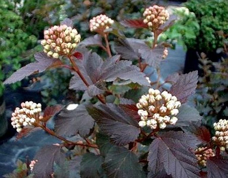 PHYSOCARPUS OPUL. DIABOLO