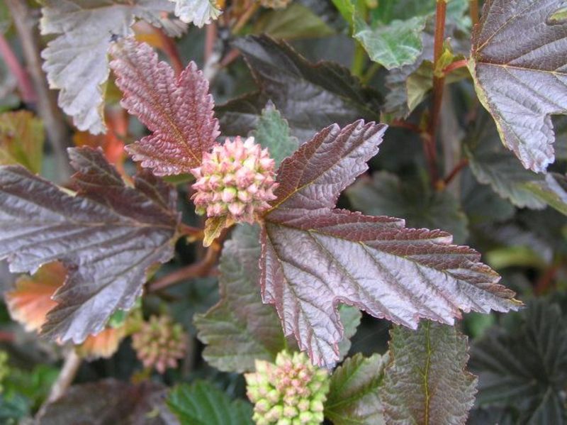 PHYSOCARPUS OPUL. RED BARON