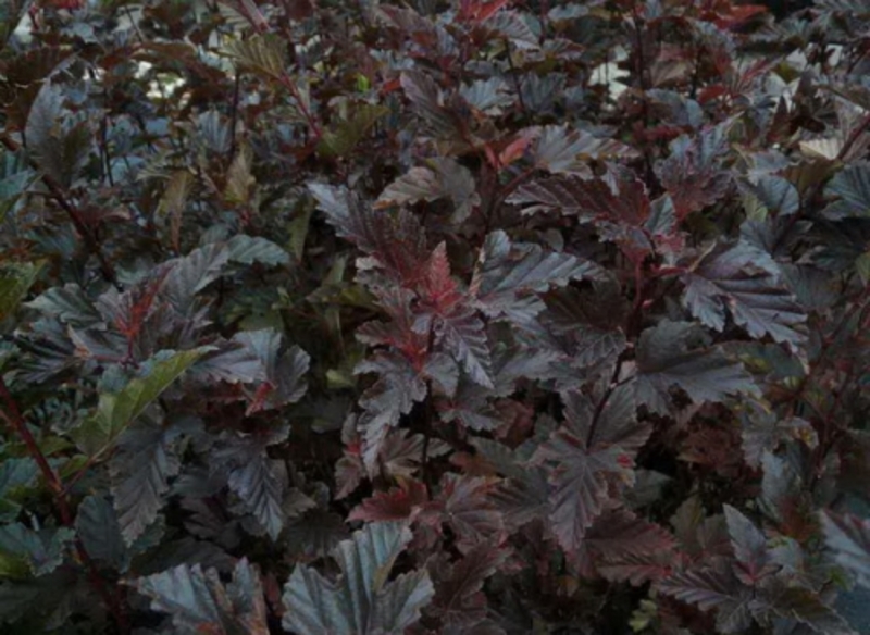 PHYSOCARPUS OP. RED BARON
