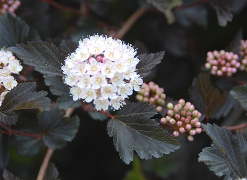 PHYSOCARPUS OPUL. SUMMER WINE