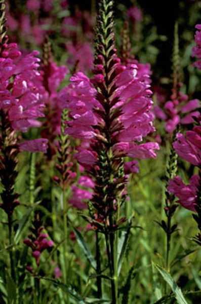 PHYSOSTEGIA VIRGINIANA VIVID