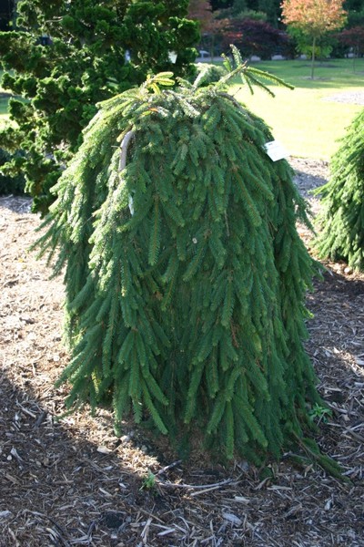 PICEA ABIES INVERSA