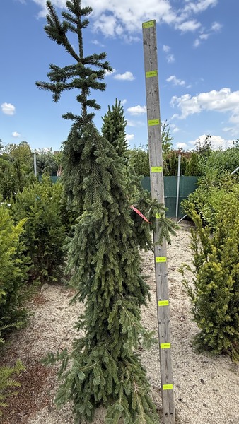 PICEA ABIES INVERSA