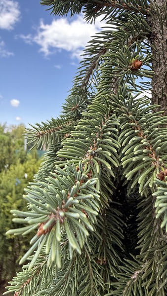 PICEA ABIES INVERSA
