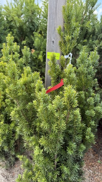 PICEA ABIES INVERSA