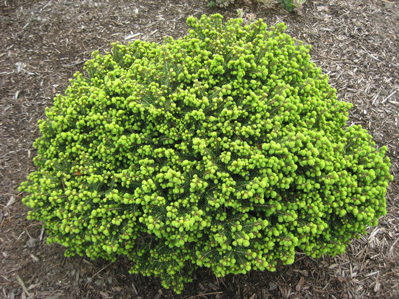PICEA ABIES LITTLE GEM