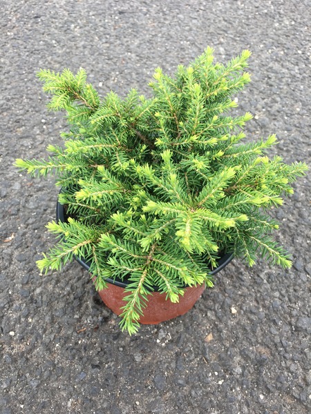 PICEA ABIES LITTLE GEM