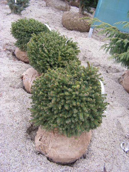 PICEA ABIES NIDIFORMIS