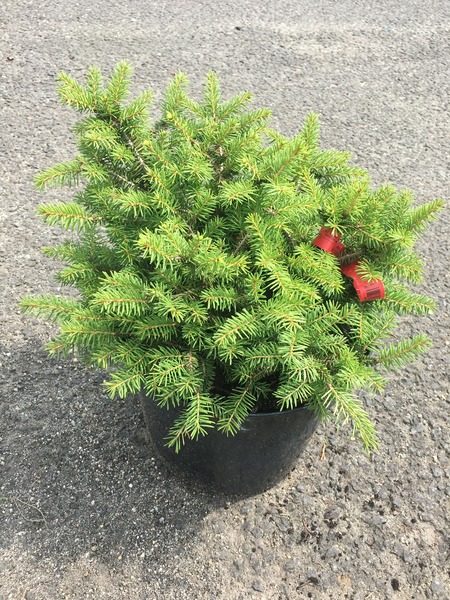 PICEA ABIES NIDIFORMIS