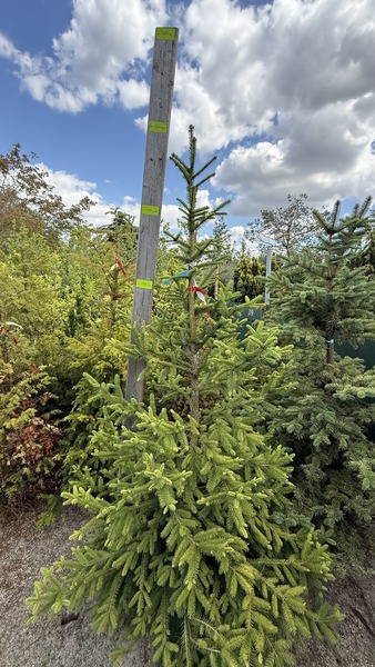 PICEA ABIES