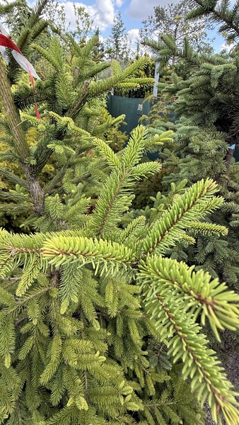 PICEA ABIES