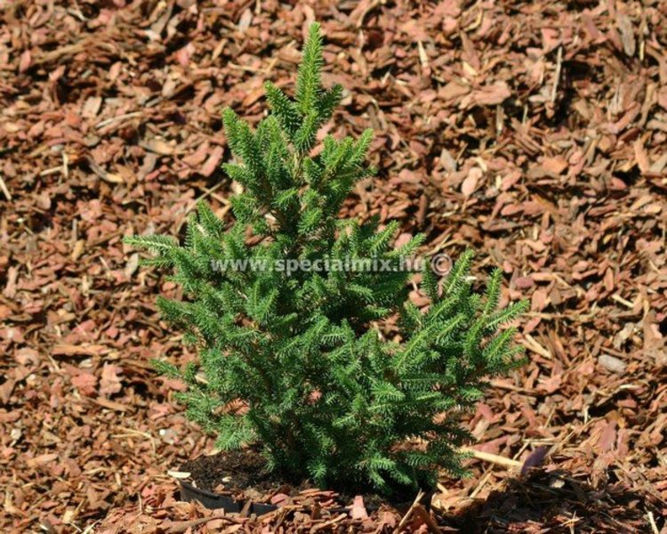 PICEA ABIES WILLS ZWERG