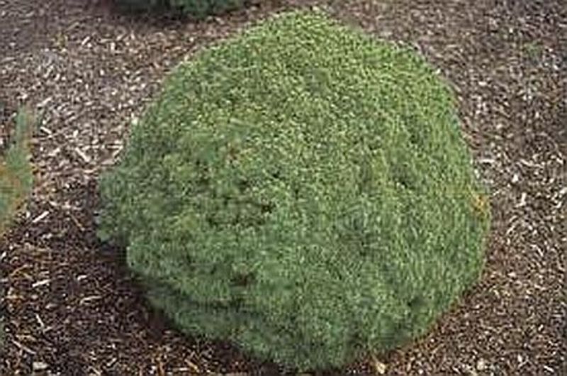 PICEA GLAUCA ALBERTA GLOBE