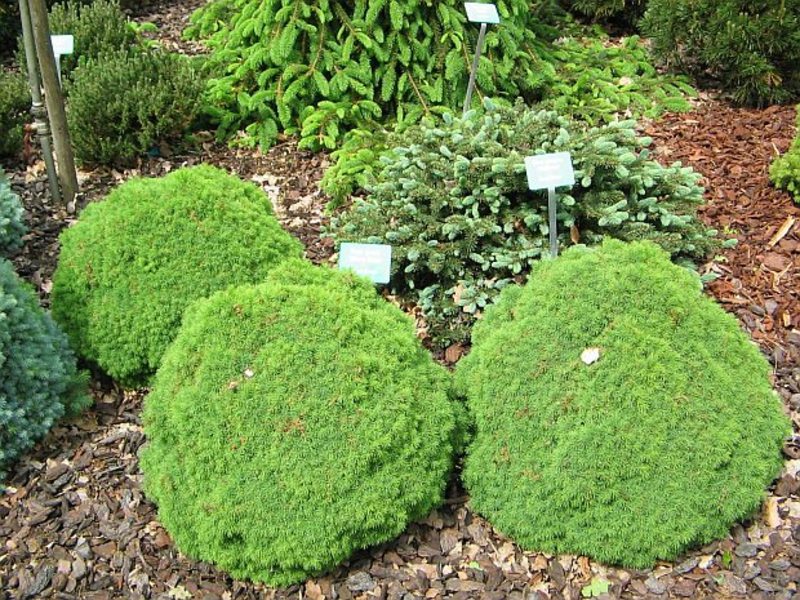 PICEA GLAUCA ALBERTA GLOBE