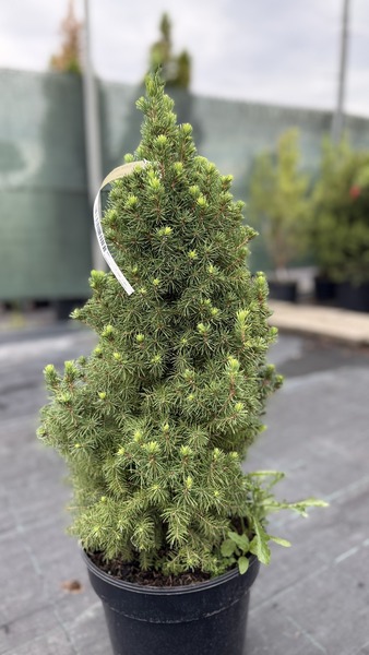 PICEA GLAUCA CONICA