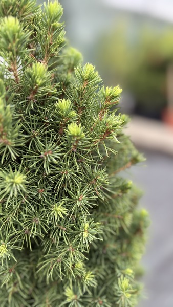 PICEA GLAUCA CONICA
