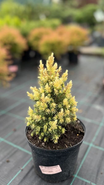 PICEA GLAUCA RAINBOW END