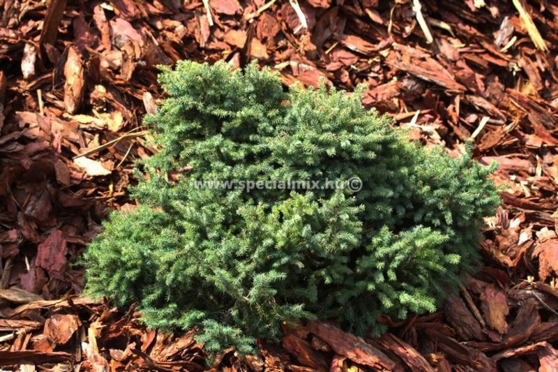 PICEA MARIANA NANA